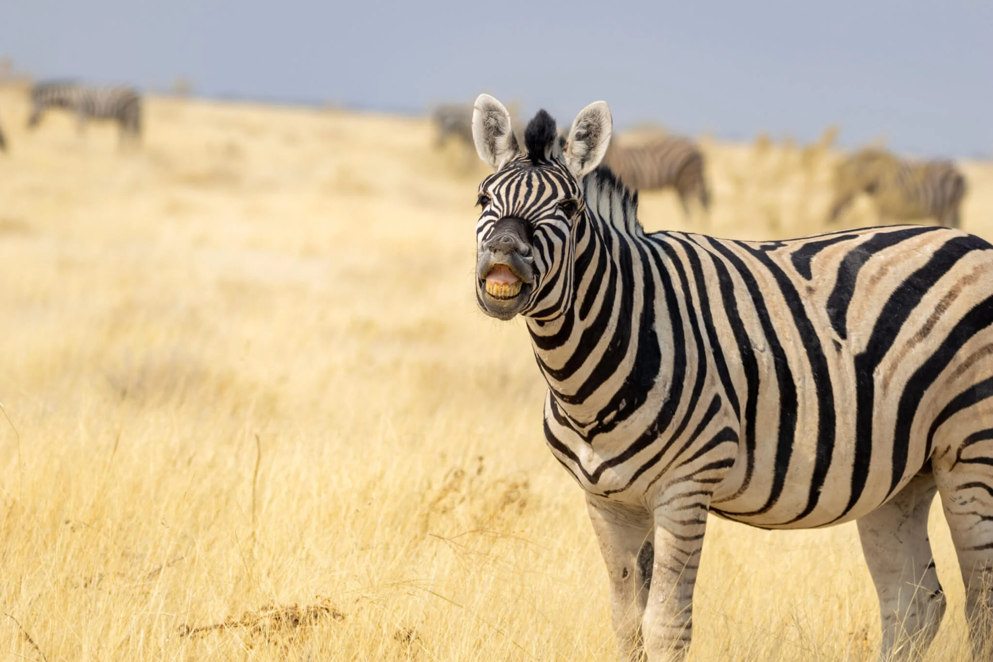 Zebra smiling