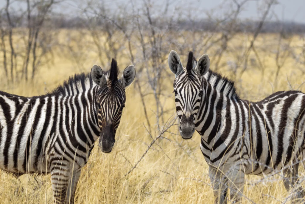 Zebra foals