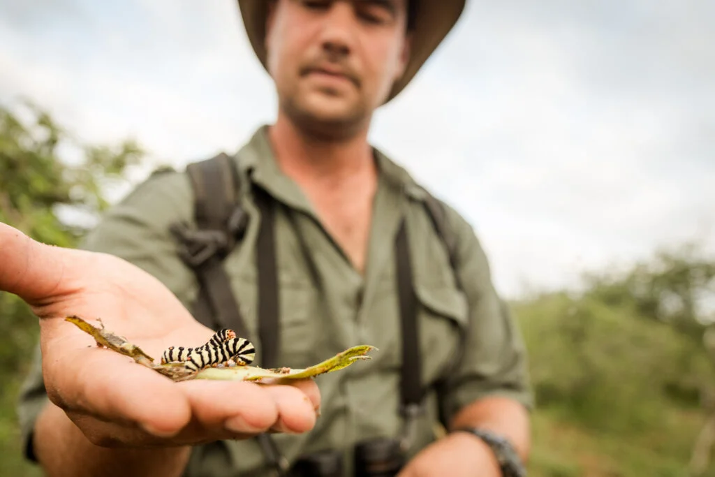 walking safari insects