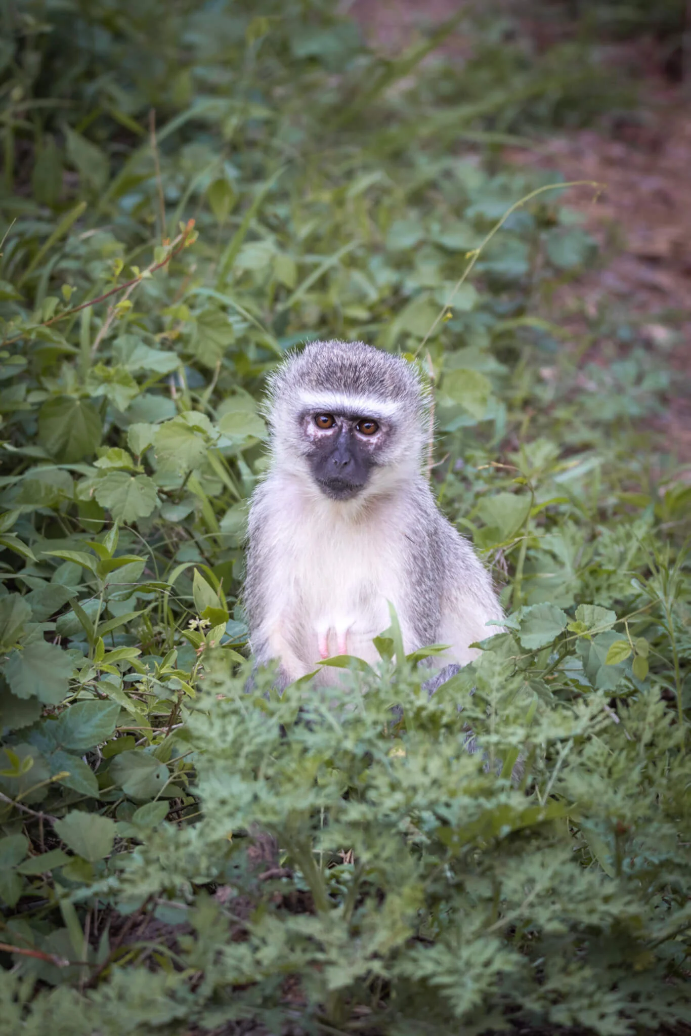 Vervet Monkey