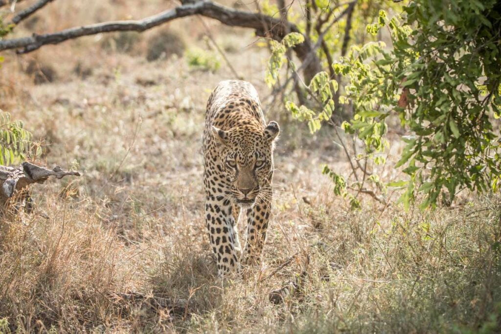 Groepswandelsafari Tented Trail - wildwanderersafaris.nl