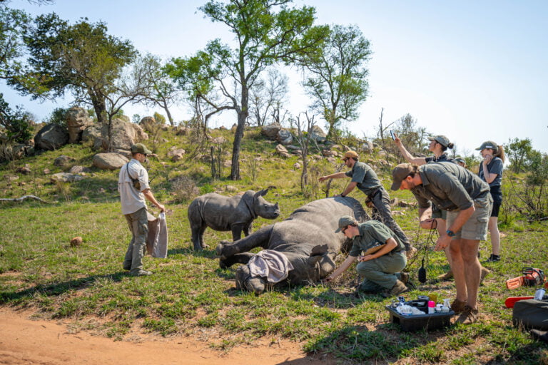 Horn Trimming Experience
