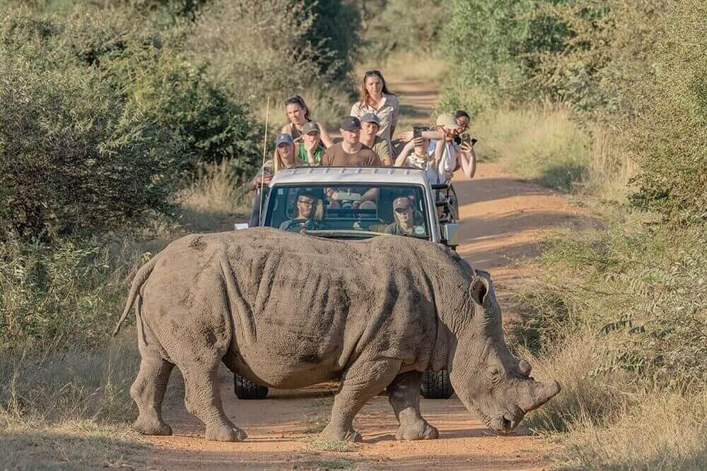 Rhino Monitoring experience