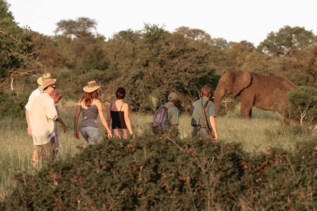 Wandelsafari olifant te voet