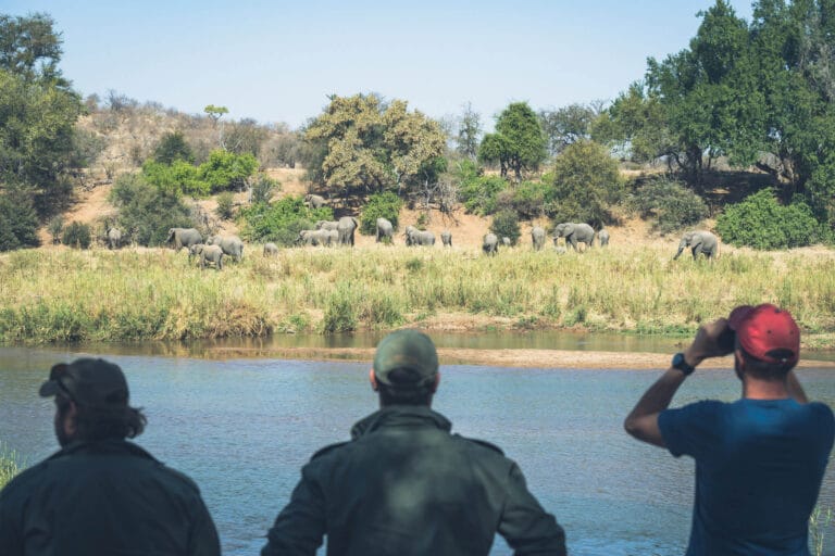 Wandelsafarie rivier met olifanten