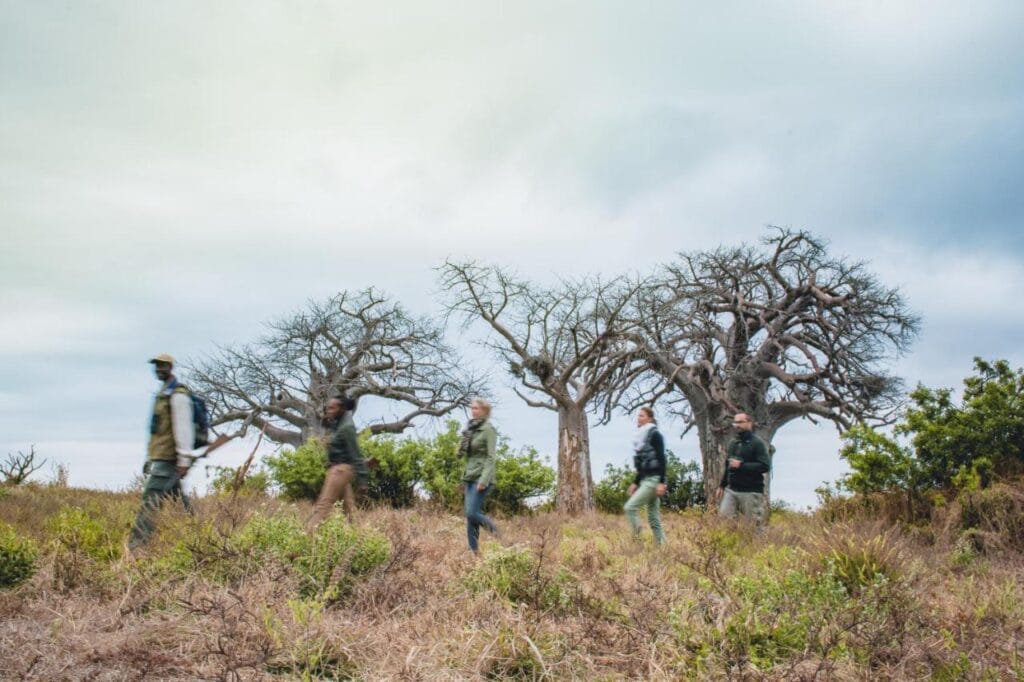 Baobab bomen in het noorden van kruger