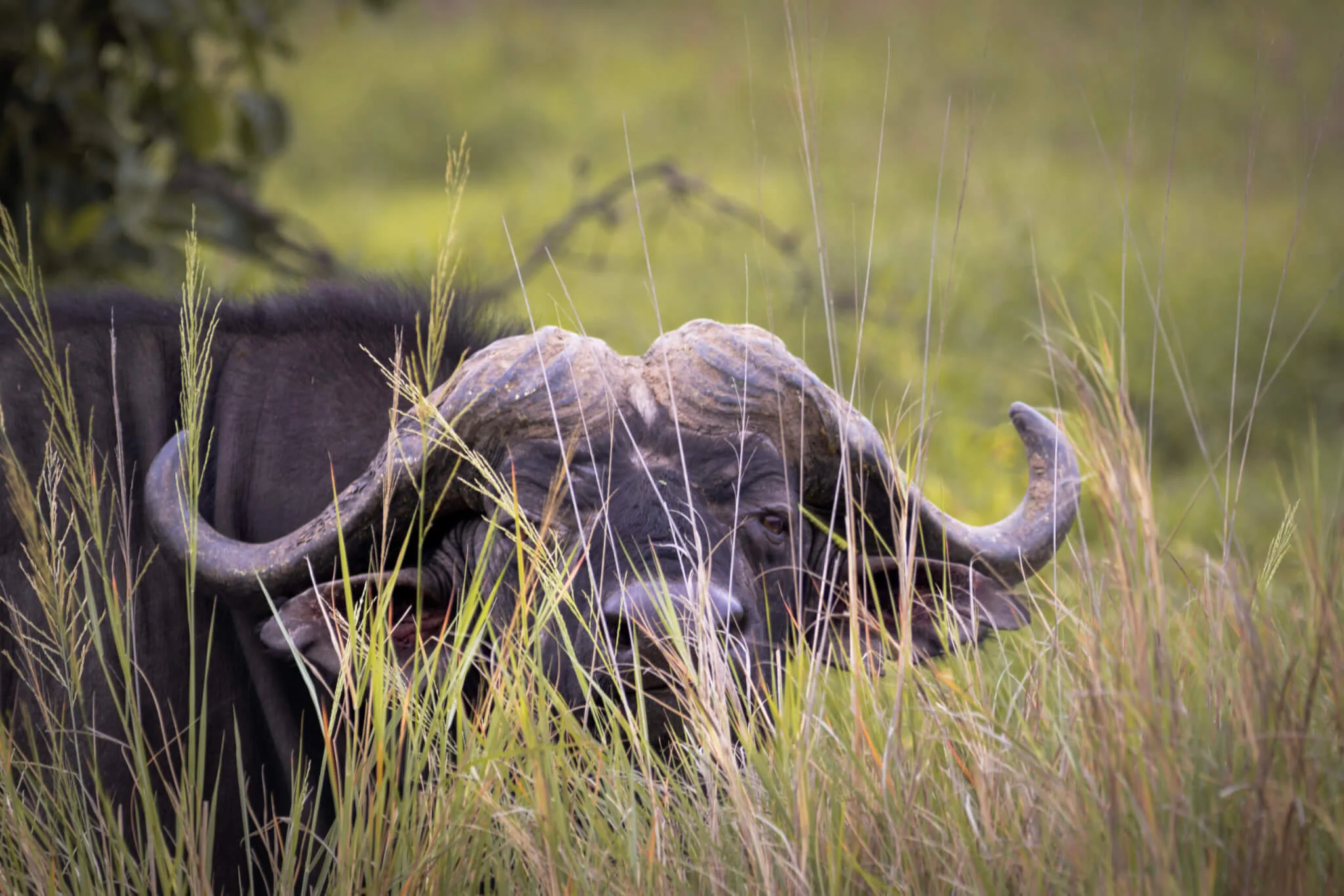 Buffel