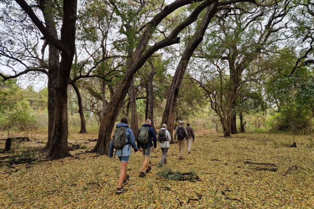 Wandelsafari kruger park