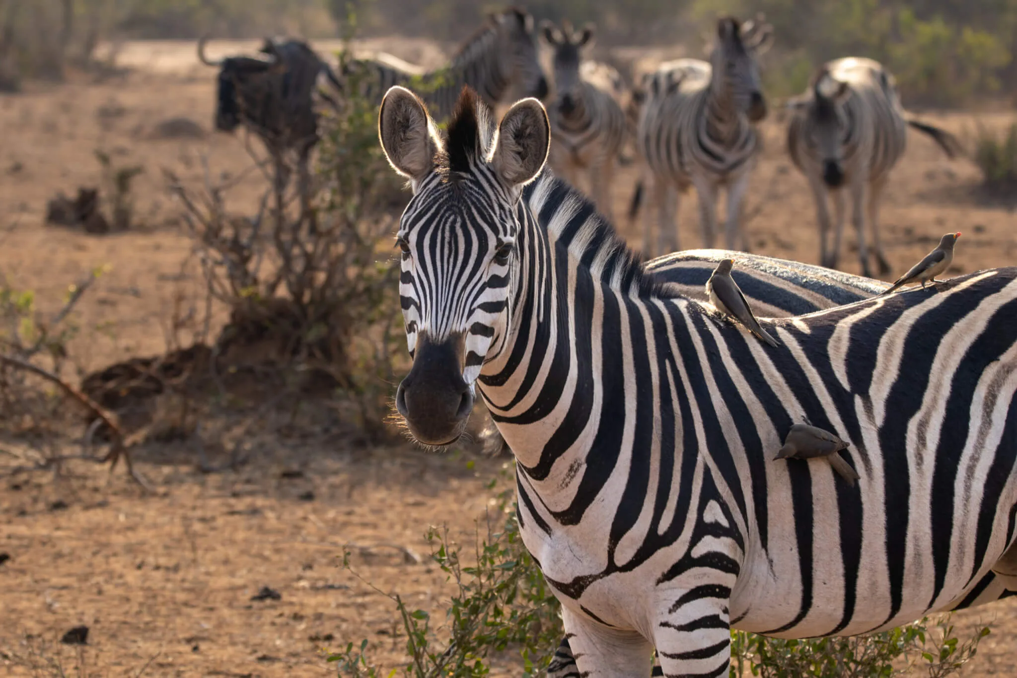 beste reistijd voor een wandel- en conservation safari