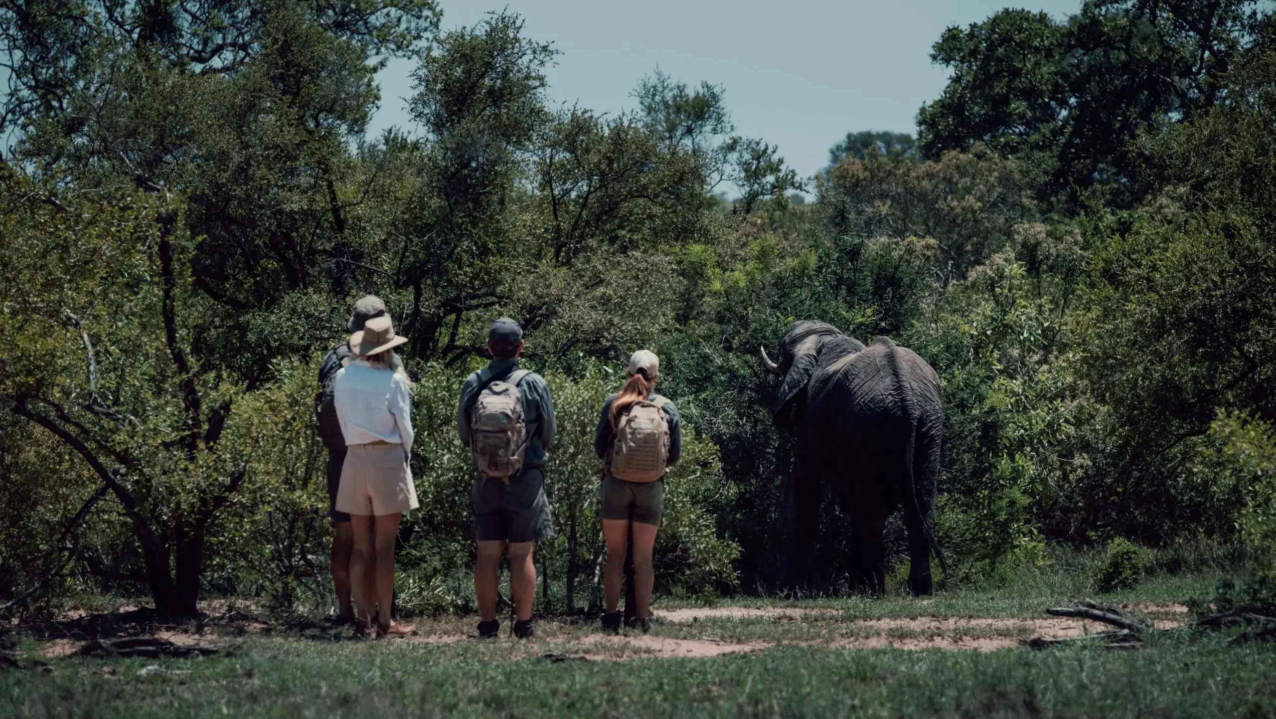 Primitieve trails Olifant