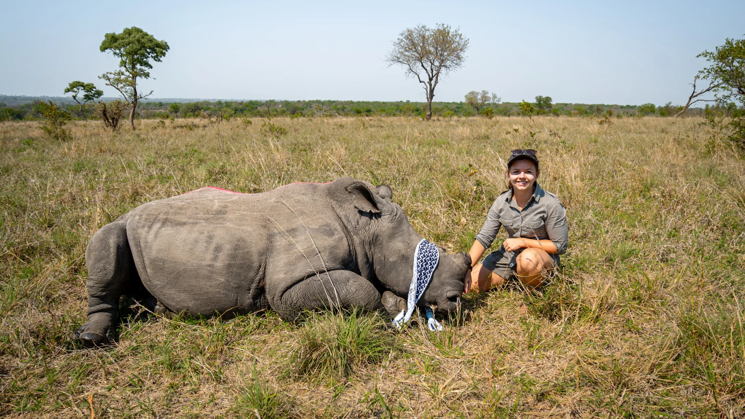 Conservation Safari Neushoorn dehorning