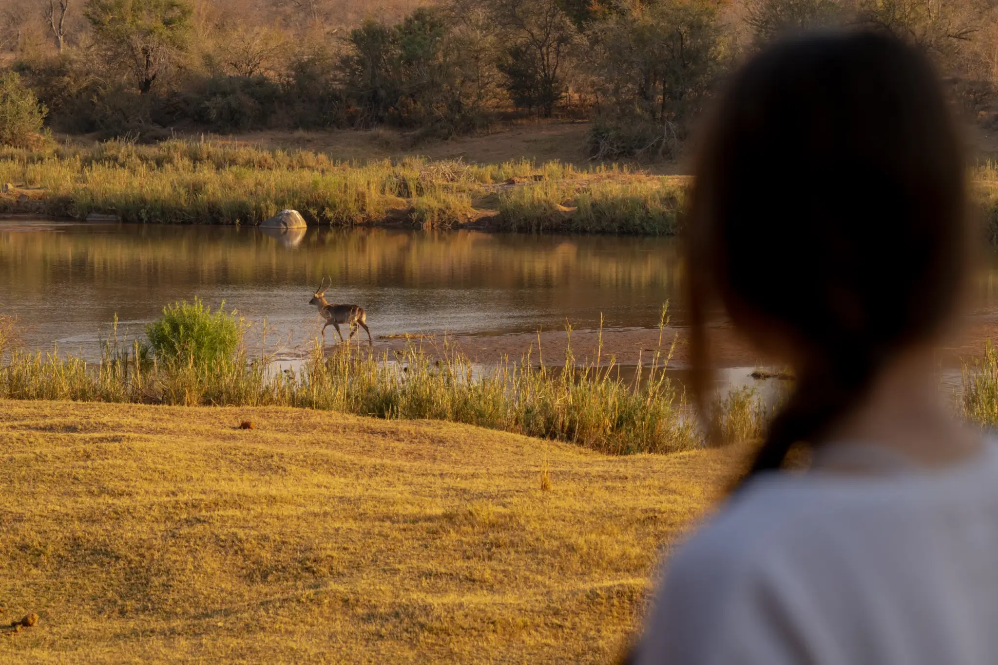 Waterbok bij Lodge