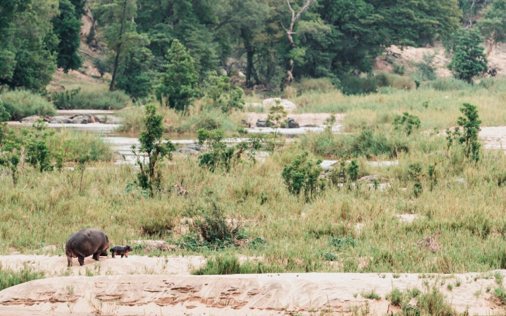 Nijlpaard in de olifantsrivier in Greater Kruger