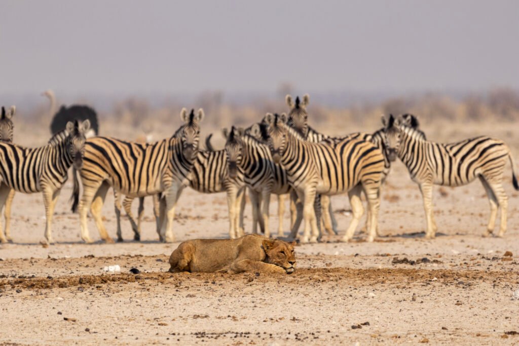 een wildlifefoto van een leeuw met zebra's