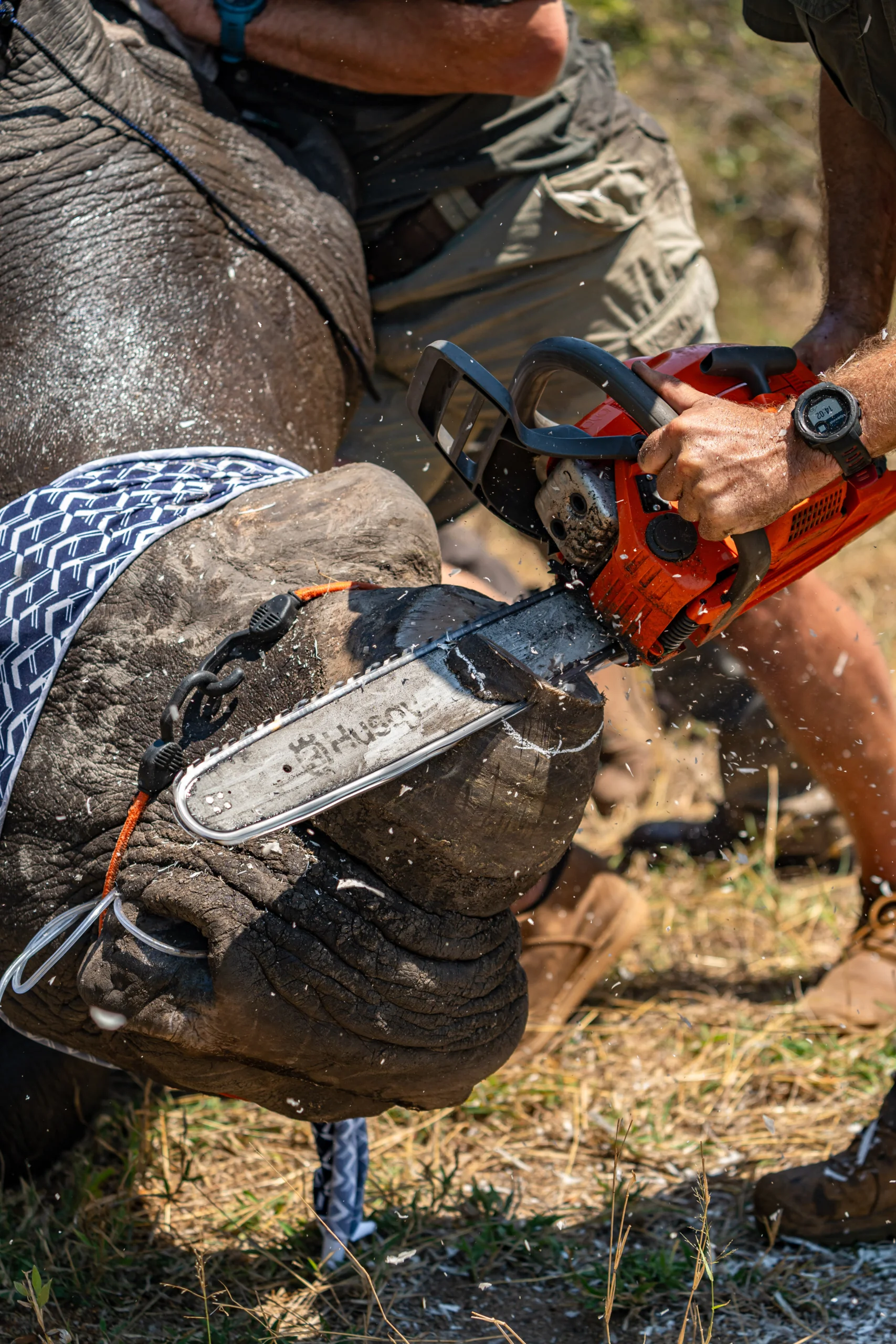 The rhino horn is precisely trimmed at a safe height, by experienced veterinarians. Photo by Ambersunny (2)