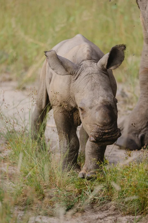 Rhino kalf