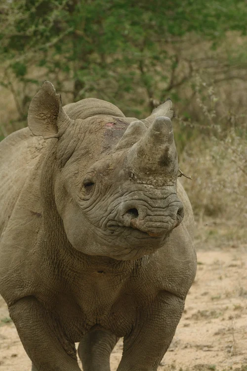Black Rhino