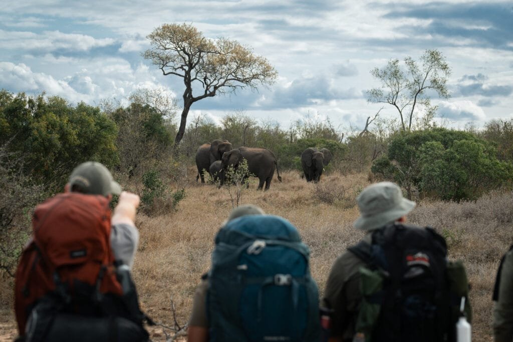 Drie deelnemers staan met hun backpacks op en kijken naar een groep olifanten tijdens de Primitive Trail in Greater Kruger, waarbij één deelnemer naar de olifanten wijst.