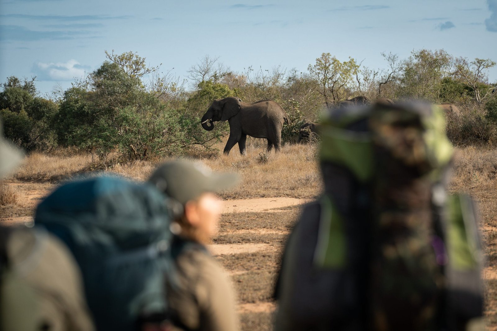 Drie deelnemers staan met hun backpacks op en kijken naar een olifant tijdens de Primitive Trail in Greater Kruger, gezien vanaf de achterkant.