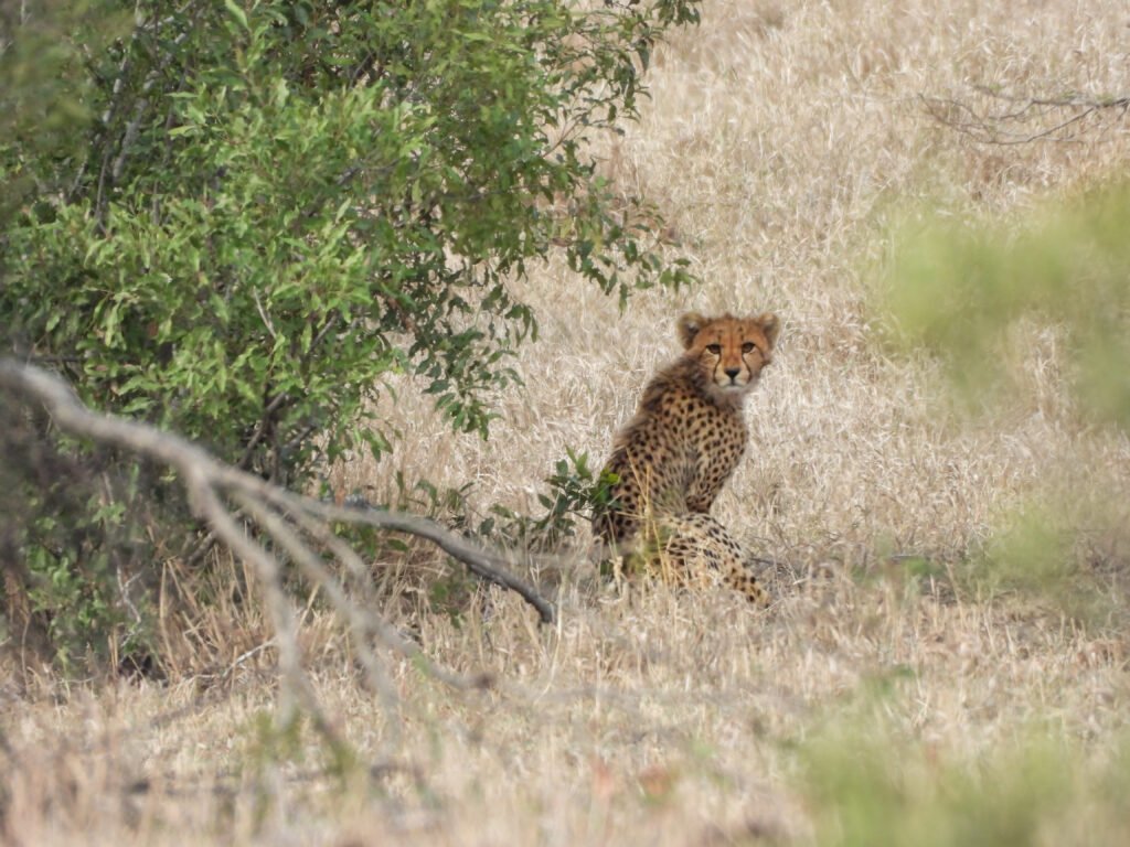 We kwamen een cheetah tegen tijdens onze primitieve trail in het greater kruger park