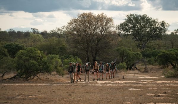 De groep wandelt met backpacks op door de Afrikaanse wildernis tijdens de Primitive Trail in Greater Kruger, gefotografeerd van een afstand.