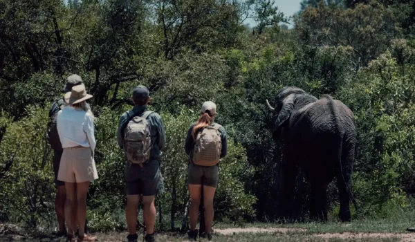 Lowveld-Trails-Company-Walking-Safari-Hoedspruit-elephant-close-encounters-scaled