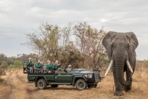 Conservation safari game drive